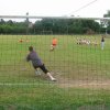 img_1161411345_170_lg